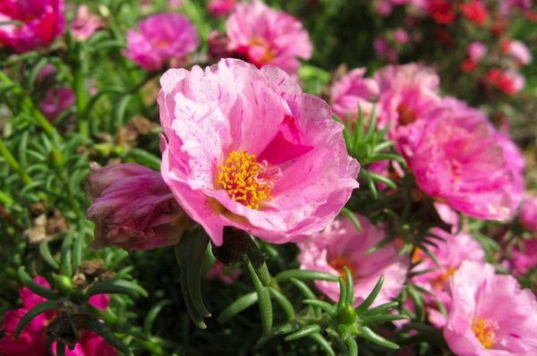 Portulaka grandiflora