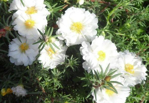 Purslane White-flowered