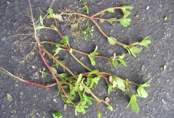 Purslane seedlings