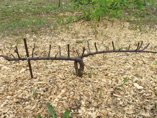 planting blackberries