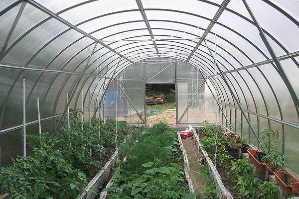 skleník s rajčaty
