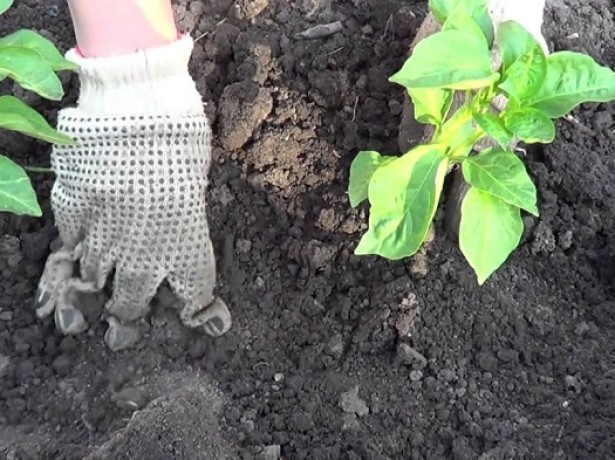 aubergine planten