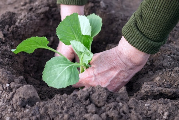 homme plante du chou blanc