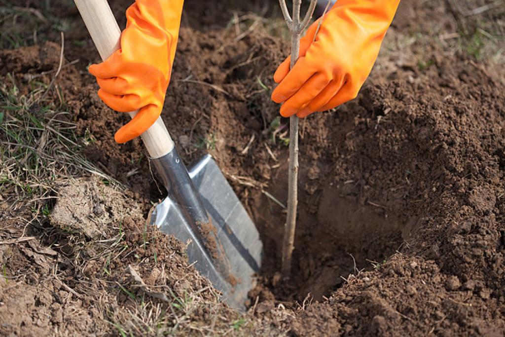 plantació de cirerers