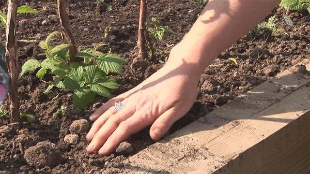 hogyan kell gondoskodni a szederről