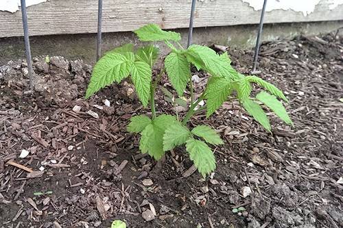 planting blackberries