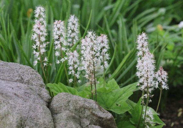 Blumen im Garten