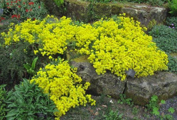 Alyssum cytrynowy