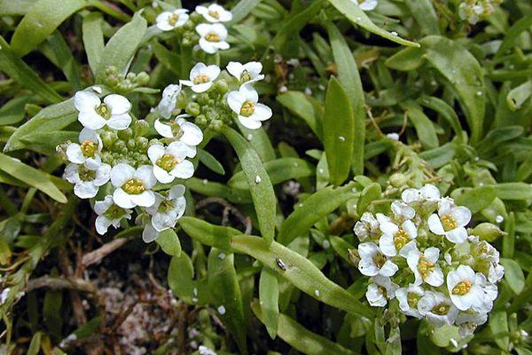 Planting allisum