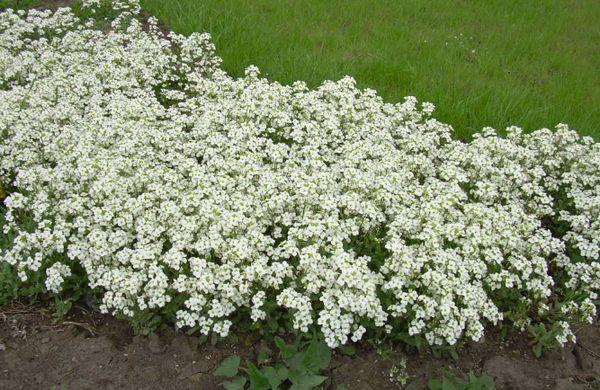 kúszó alyssum