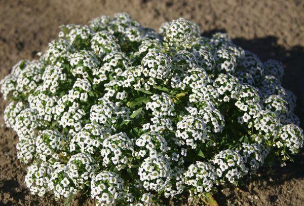 méz alyssum