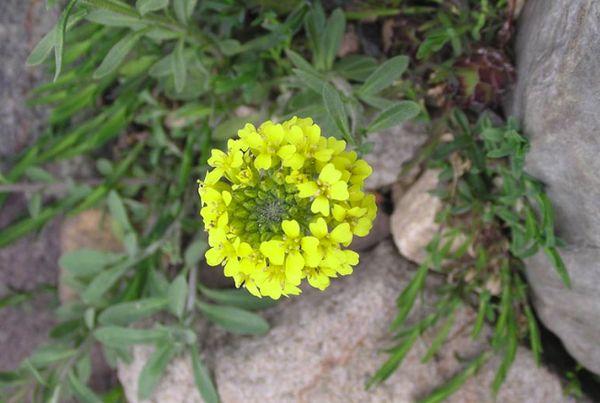 Gartenblume