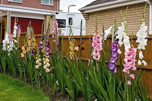 skaistas gladiolas