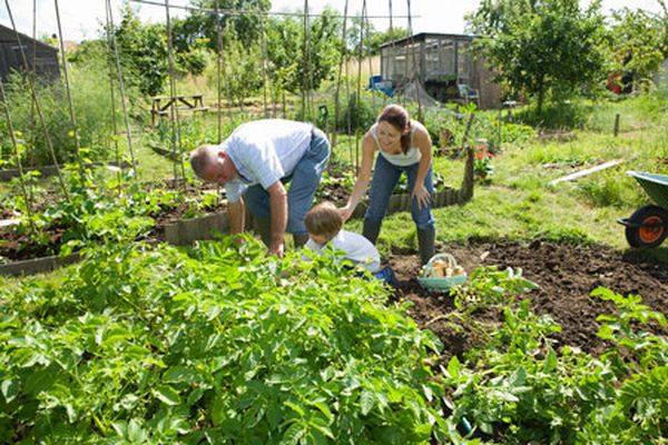 familie plant aardappelen