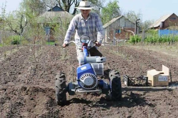 planting potatoes