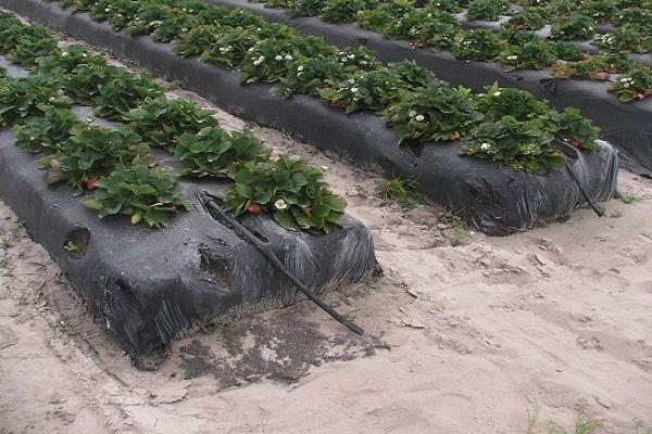 Die Blumenbeete sind abgedeckt 