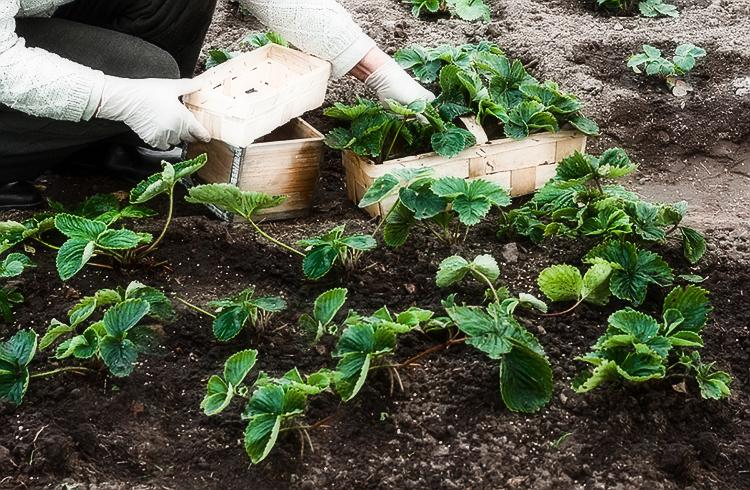 plantando morangos