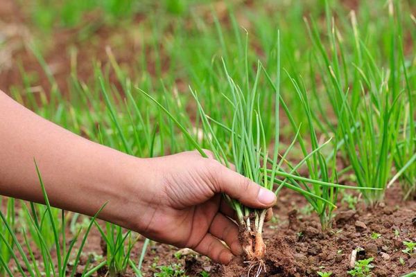 planting onions