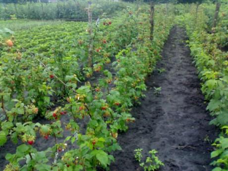 planter des framboises