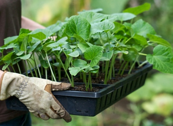 plants de concombre dans un plateau