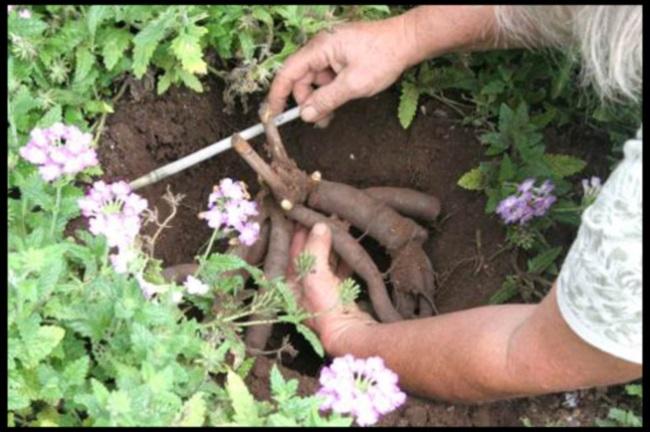 root penetration 