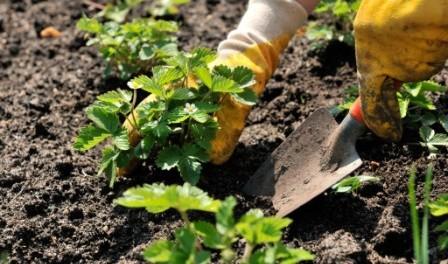 planting strawberries