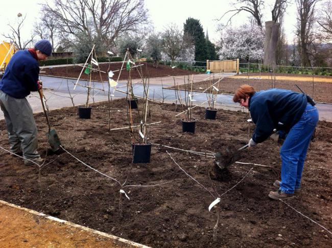 cherry planting