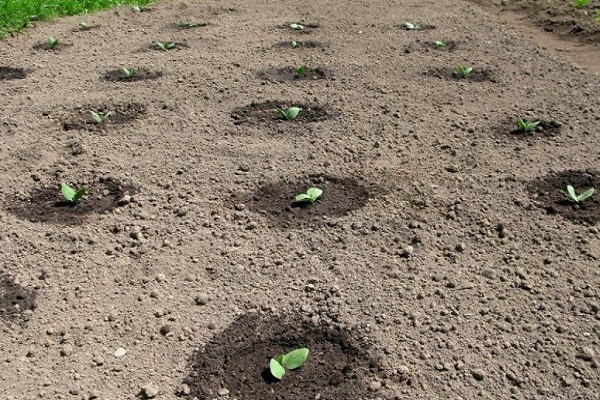 cucumbers in the ground 