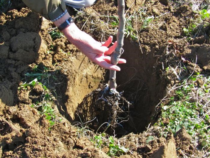 zaailing van een appelboom