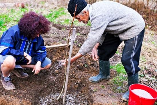 planting plum