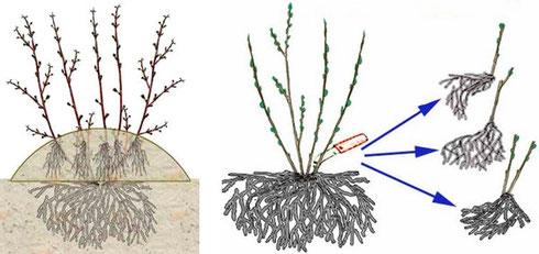 een struik planten