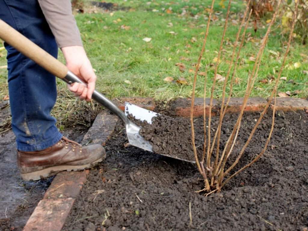 planting currants