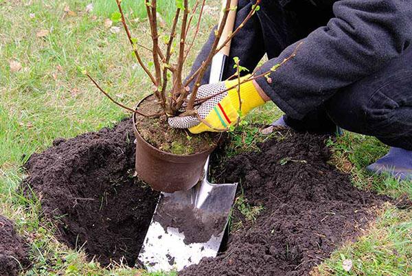 plantando um arbusto