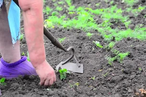 near the seedlings