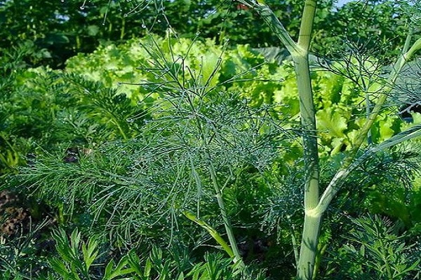 De beste dillevariëteiten voor planten voor de winter in de regio Leningrad