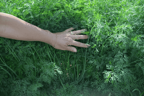 planten en groeien