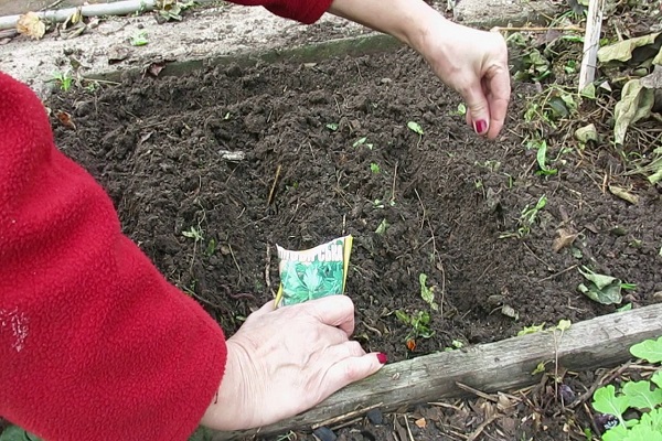 groen planten