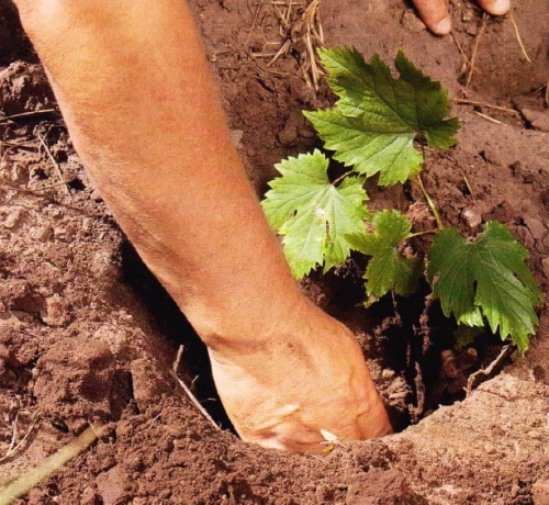 plantando uvas