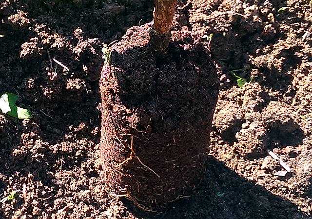 soil for grapes