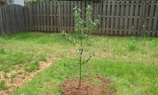 apple tree planting