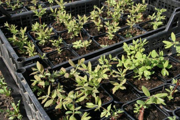  flower seedlings 