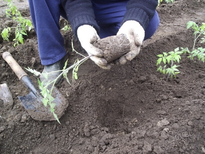 plantando tomates no chão