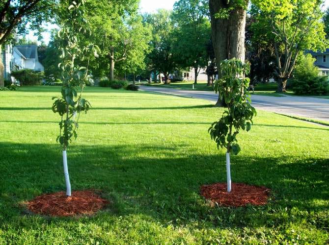 plantering av äppelträd