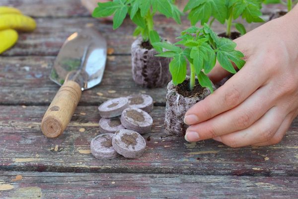 preparing seedlings