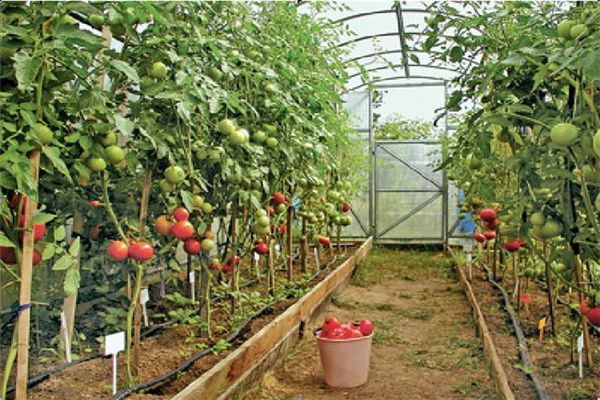  tomates em uma estufa