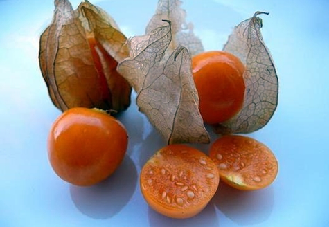 Physalis 