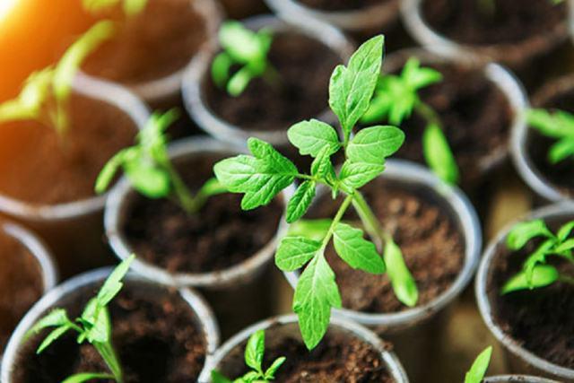 tomato seedlings