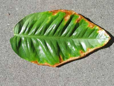 les fulles de mandarina es tornen grogues