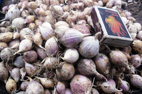 single clove garlic harvest