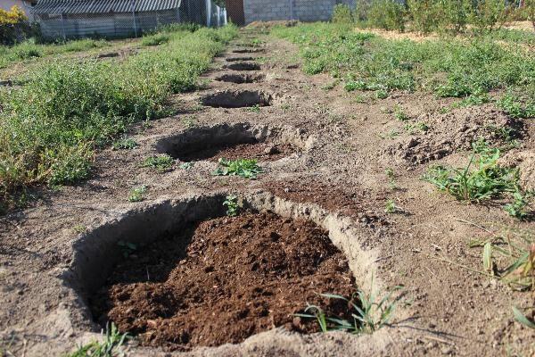 planting flowers 